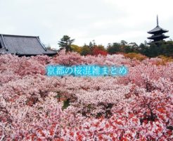 京都　桜